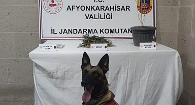 Jandarma yaptığı baskında kenevir ve esrar ele geçirdi
