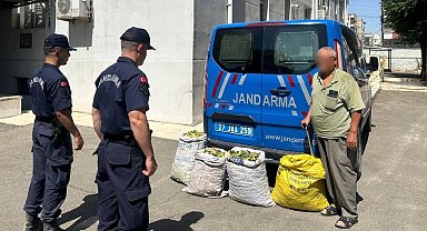 Jandarmadan yeşil altın hırsızlarına operasyon