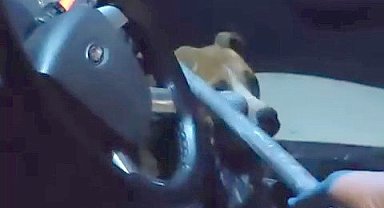 Kapısı açık bırakılan araca giren Pit Bull korkuttu