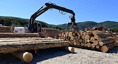 Karadeniz'in en büyük orman deposu Sinop'ta