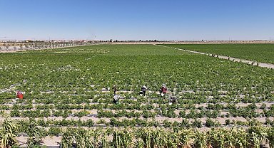 Karatay'da ata tohumu ürünleri hasadı başladı