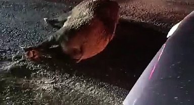 Karayoluna çıkan domuz kazaya neden oldu
