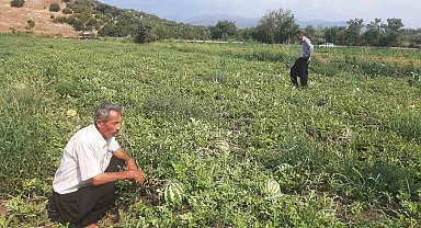 Karpuz tarlasını hasat etmeye giden çiftçiye 'Karga' şoku