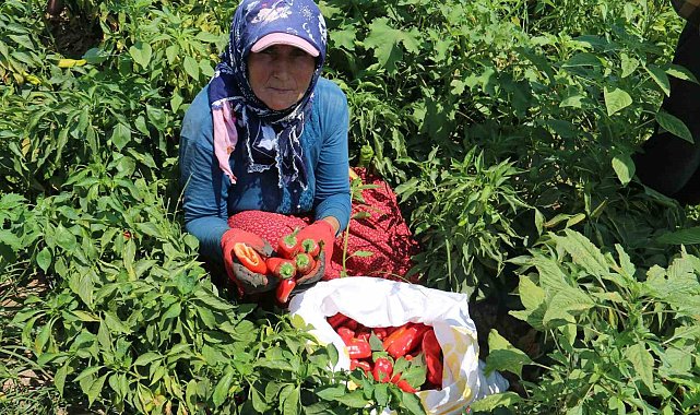 Kavurucu sıcakta acı hasat, ellerini yüzlerine süremiyorlar