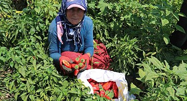 Kavurucu sıcakta acı hasat, ellerini yüzlerine süremiyorlar