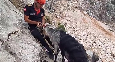Kayalıklarda mahsur kalan keçiler kurtarıldı