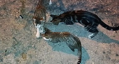 Kedilerin yılanla imtihanı