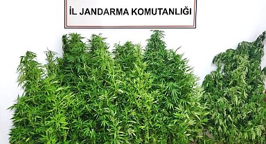 Kenevir operasyonunda 1 tutuklama