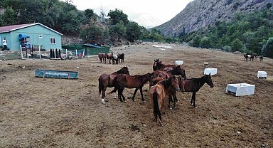 Kesilmekten kurtulan atlar 3 yıldır koruma çiftliğinde yaşamlarını sürdürüyor