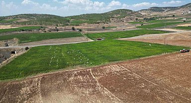 Kilis'te en acı hasat başladı