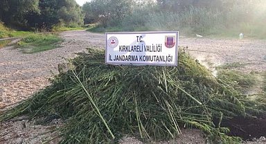 Kırklareli'nde 1 milyon 250 bin kök Hint keneviri ele geçirildi