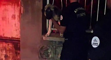 Korkuluklara sıkışan köpek kurtarıldı