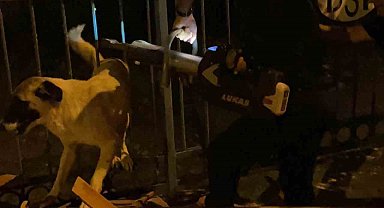 Korkuluklarda sıkışan köpeği itfaiye kurtardı