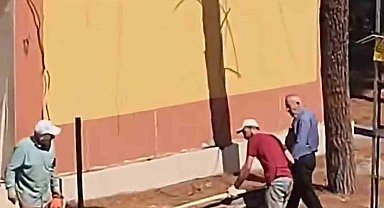 Kozalak düşüyor iddiasıyla kesilen ağaçlar tepkilere neden oldu