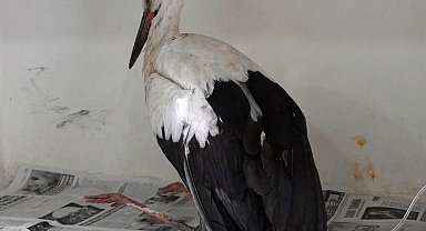 Küçükçekmece'de yaralı halde bulunan leyleğin tedavisi sürüyor