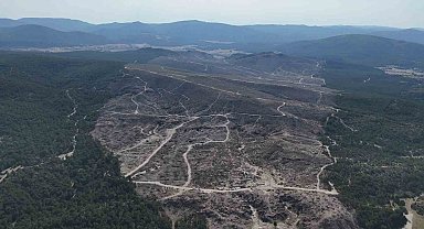 Kül olan 312 hektar ormanlık alan 333 bin fidanla yeşertilecek