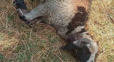 Kulp ilçesinde başıboş sokak köpekleri 19 koyunu telef etti