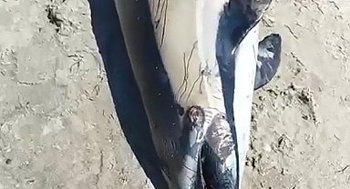 Kuşadası'nda sahile ölü yunus vurdu