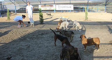 Kuşadası'nda sokak köpekleri için özel barınak