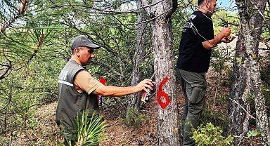 Kütahya'da hava kirliliği etkilerinin değerlendirilmesi için ormanlar gözlemleniyor