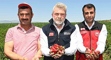 Maraş biberinde hasat dönemi başladı