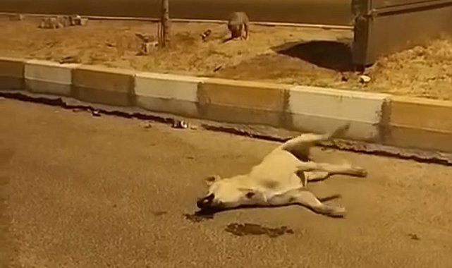 Mardin'de sokak köpekleri başka bir köpeği telef etti