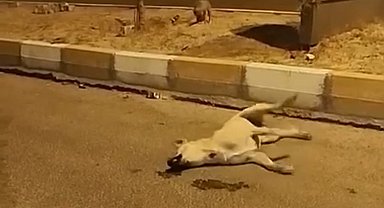 Mardin'de sokak köpekleri başka bir köpeği telef etti