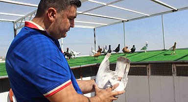 Memurluktan istifa etti, çocukluk hayalini gerçekleştirdi: Otomobil fiyatına güvercin satıyor