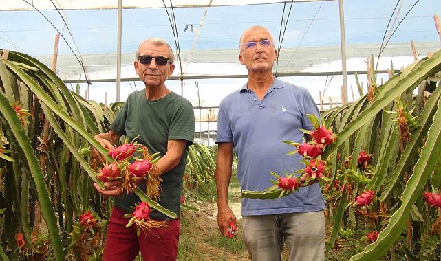 Mersin'de tropikal ejder meyvesinde hasat dönemi