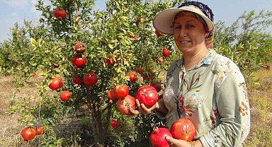 Mersin'de yılın ilk erkenci nar hasadı yapıldı
