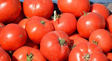 Meşhur Ayaş domatesini eken çiftçi sayısı azaldı
