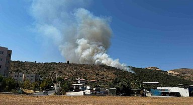 Milas'ta zirai alan yangını