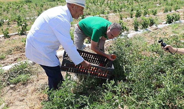 Niğde'de üniversitenin tarım arazilerinde sebze meyve hasadı başladı