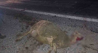 Otomobil sürünün arasına daldı, 9 koyun telef oldu
