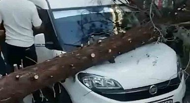Park halindeki aracın üzerine ağaç devrildi