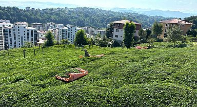 Rize'de çay üreticileri 3. sürgün hasadı için çay bahçelerine girmeye başladı