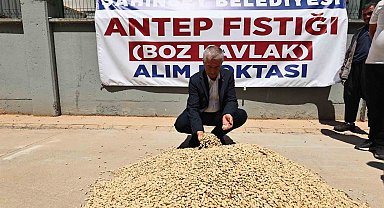 Şahinbey Belediyesi fıstık alımına başladı