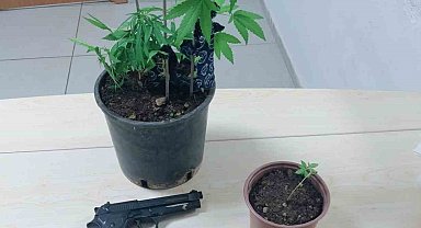 Saksıda kenevir yetiştiren şahıs yakalandı