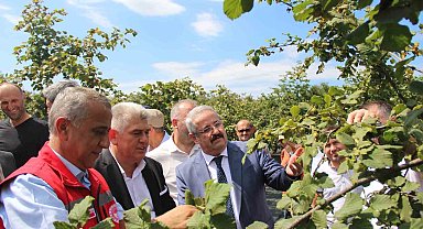 Samsun'da fındık hasadı: 114 bin ton rekolte beklentisi