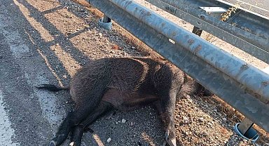 Şanlıurfa'da aracın çarptığı 2 yaban domuzu telef oldu