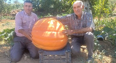 Sarıgöl'de 70 kilogramlık balkabakları