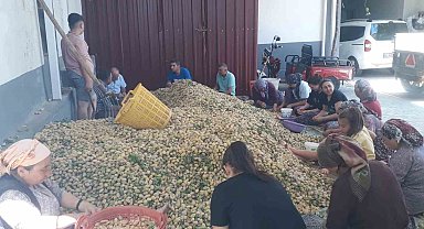 Sarıgöl'de badem hasadı başladı