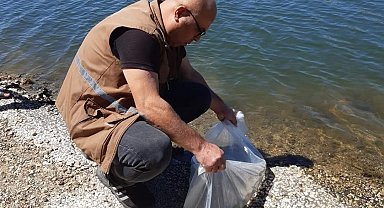 Selendi'de 20 bin sazan yavrusu göletlere salındı