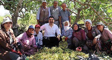 Selendi'de yeşil altında hasat başladı