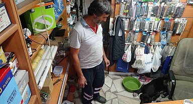 Sıcaktan bunalan sokak köpeği klimalı işyerine girerek serinledi