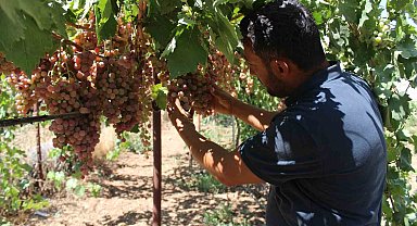 Siirt'te üzüm hasadı başladı