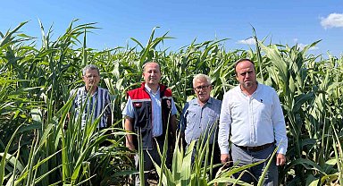 Silajlık Sorgum Projesi: Tekirdağ'da kuraklığa karşı tarımsal yenilikler incelendi