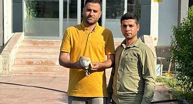 Silopi'de yaralı bulunan Peçeli baykuş tedavi altına alındı
