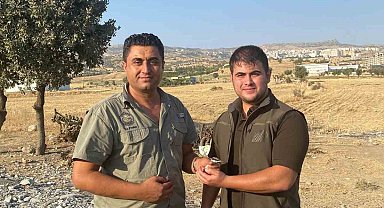 Şırnak'ta Kaya Sıvacı Kuşu ve Gökdoğan tedavi altına alındı