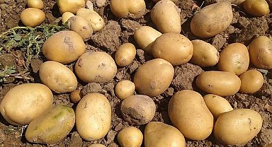Sivas patates üretiminde 6. sırada yer aldı